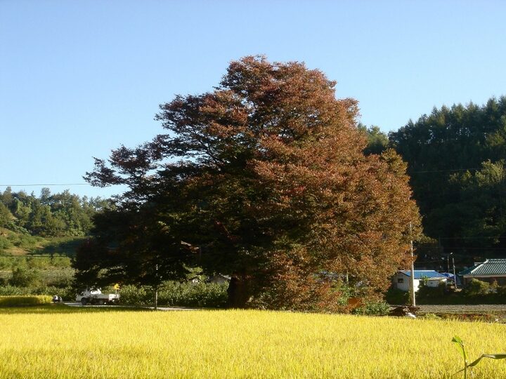 영풍 태장리 느티나무