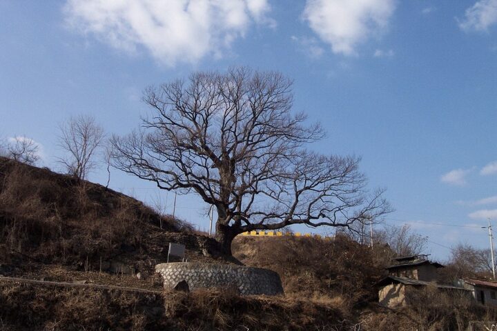 안동 대곡리 굴참나무