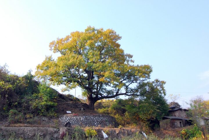 안동 대곡리 굴참나무
