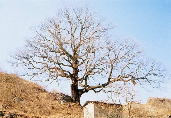 안동임동면의굴참나무
