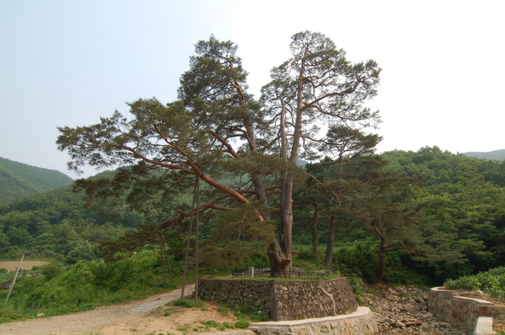 문경 화산리 반송