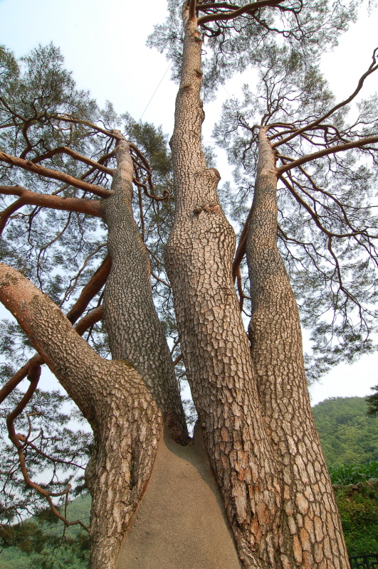 문경 화산리 반송