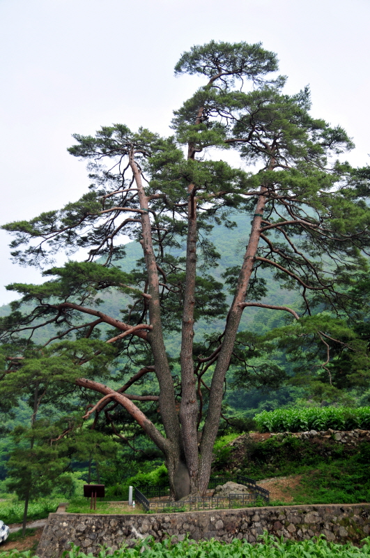 문경 화산리 반송