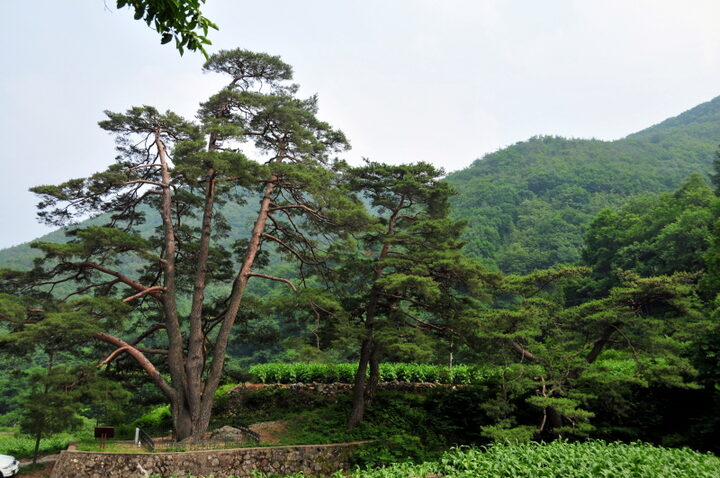 문경 화산리 반송