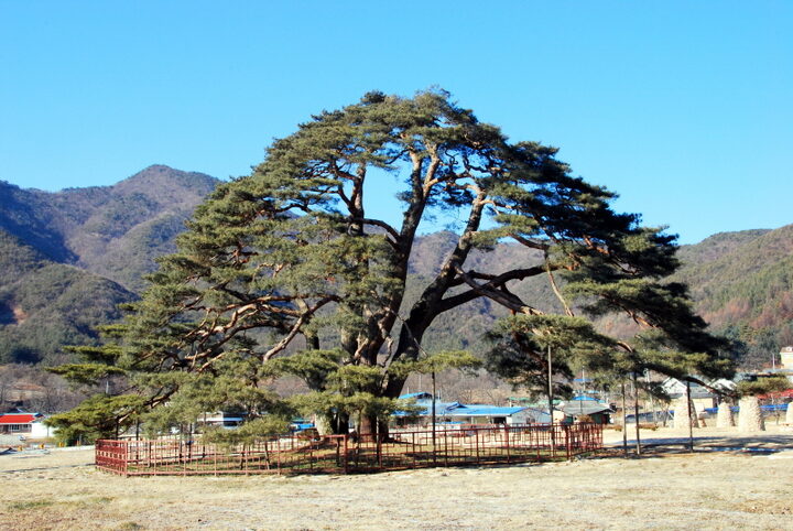 상주 상현리 반송