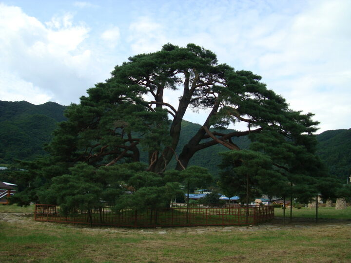 상주 상현리 반송