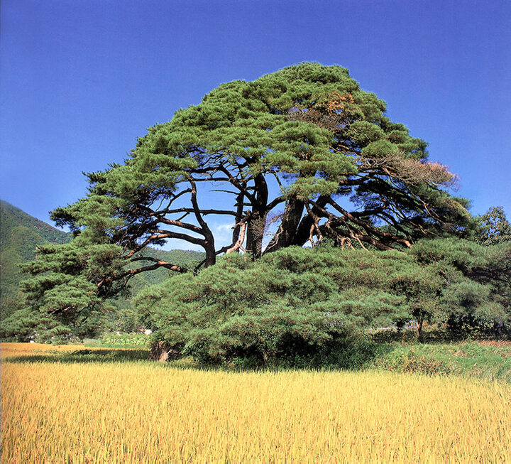 상주화서면의반송