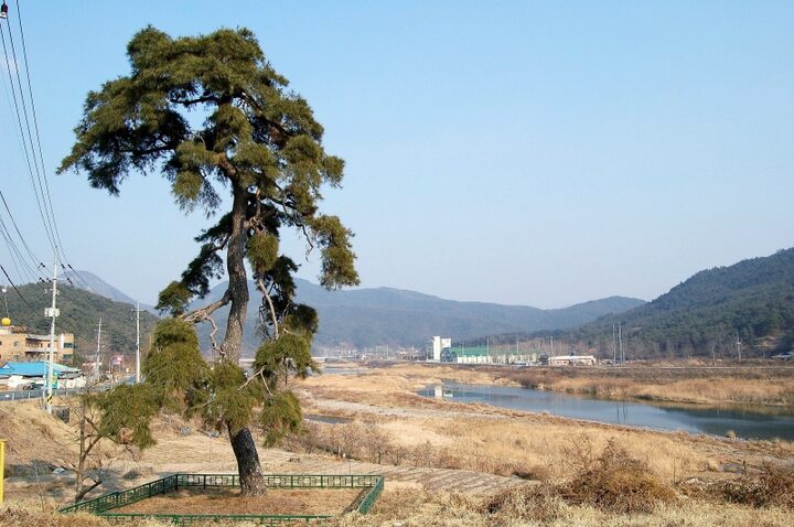 청도 동산리 처진소나무