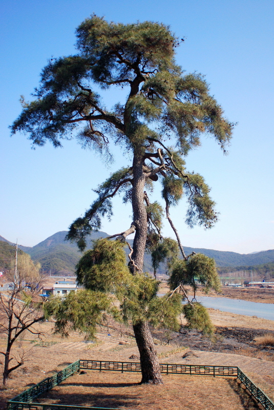 청도 동산리 처진소나무