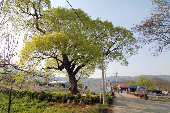 청도 덕촌리 털왕버들