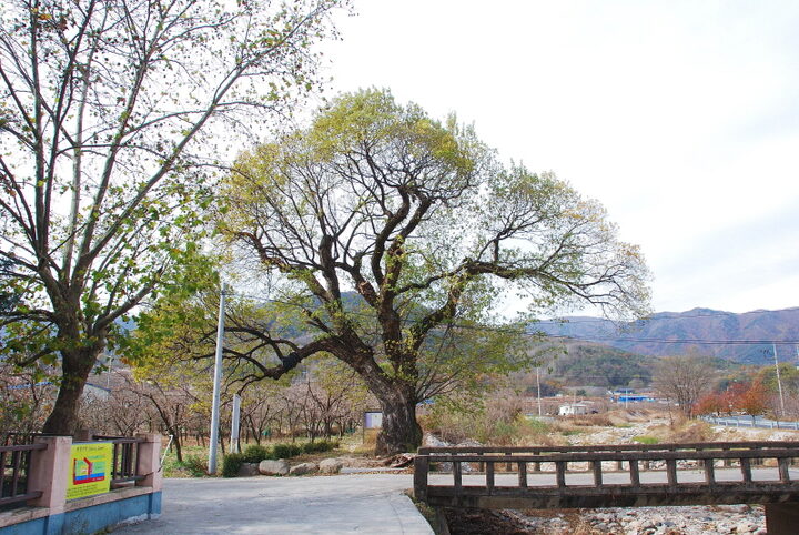 청도 덕촌리 털왕버들