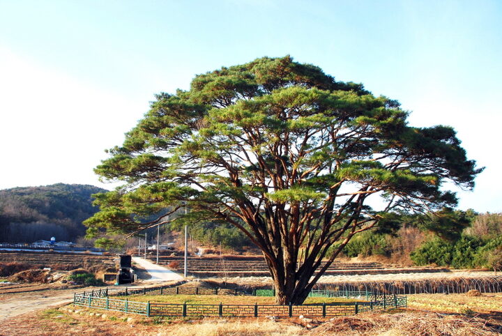 구미 독동리 반송