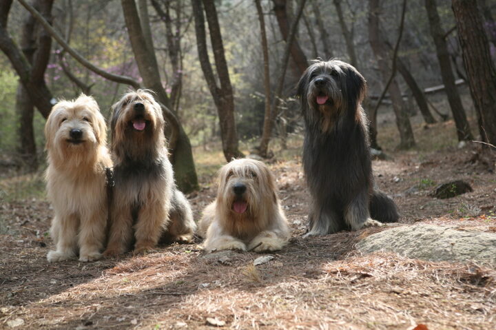 경산의 삽살개