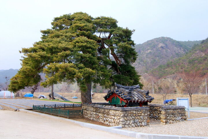 울진 행곡리 처진소나무