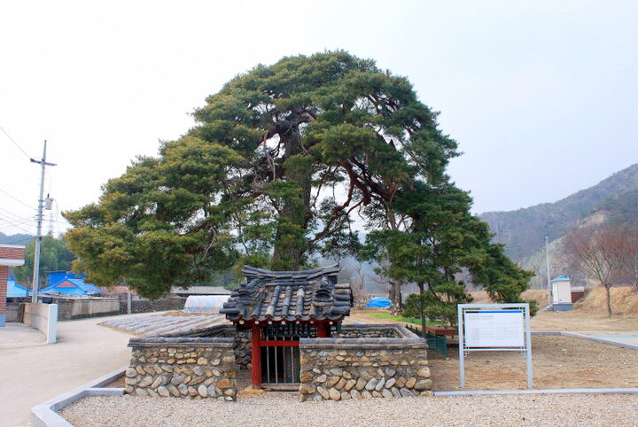 울진 행곡리 처진소나무