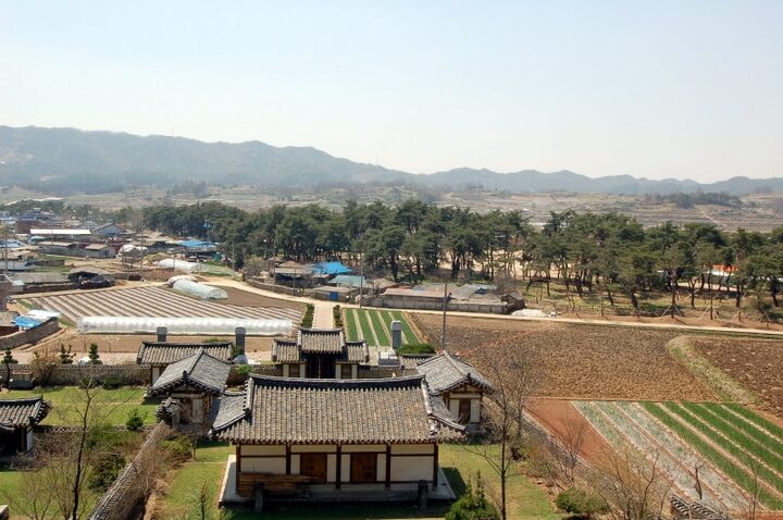 예천 금당실 송림