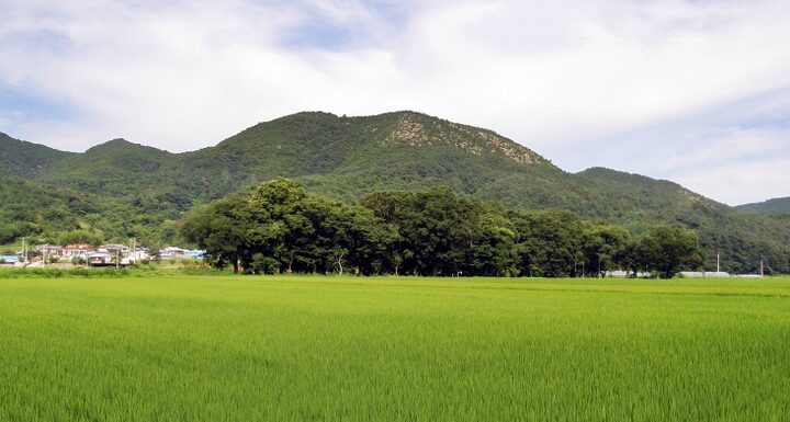 영덕 도천리 도천숲 전경