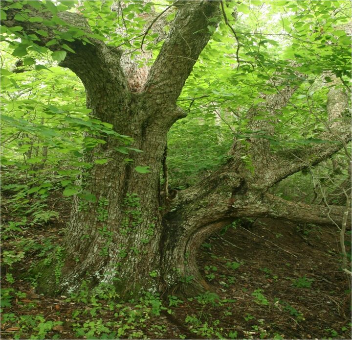 영양 무창리 산돌배