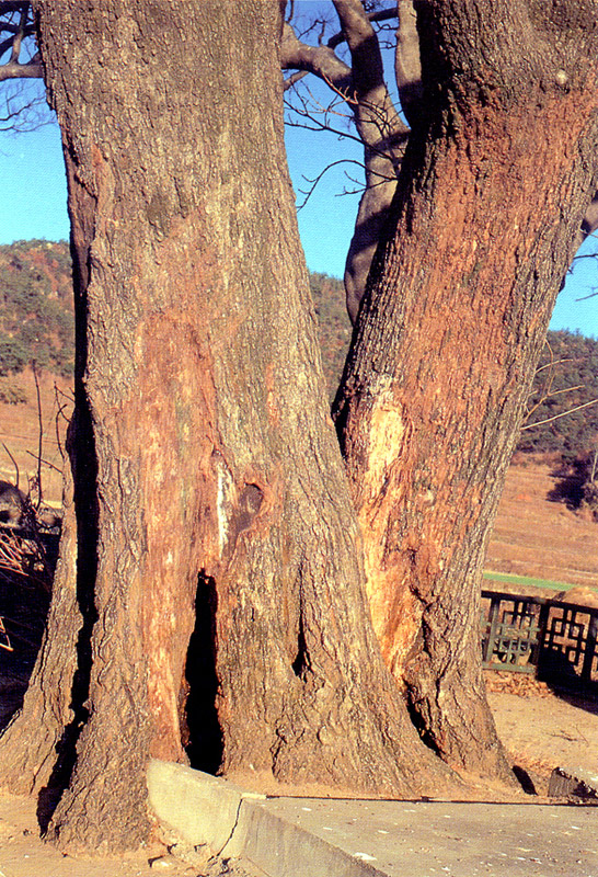 양산신전리의이팝나무줄기