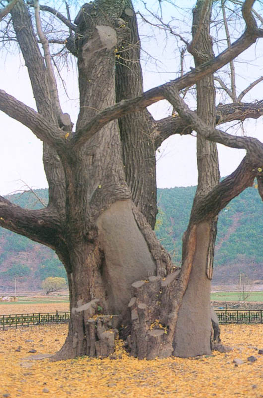 의령유곡면의은행나무