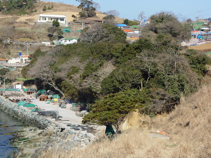 통영 추도 후박나무