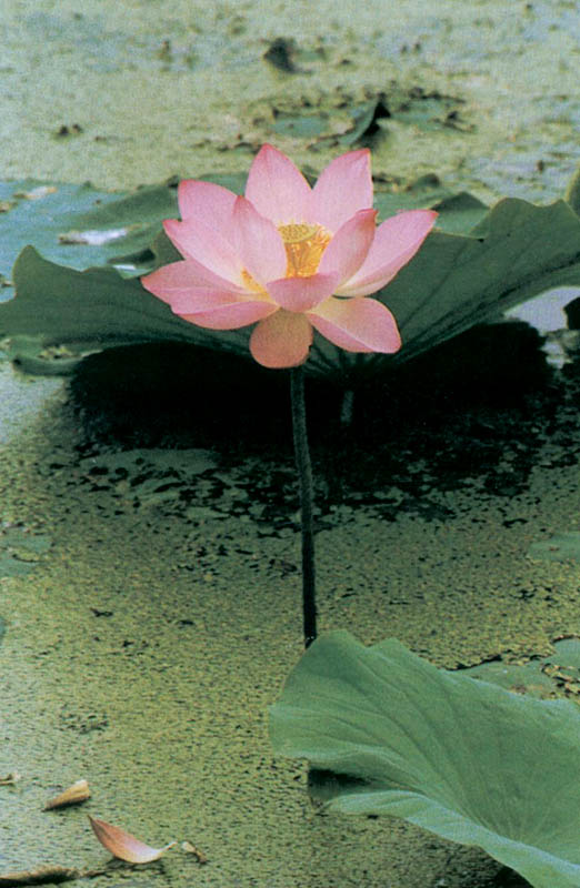 연꽃