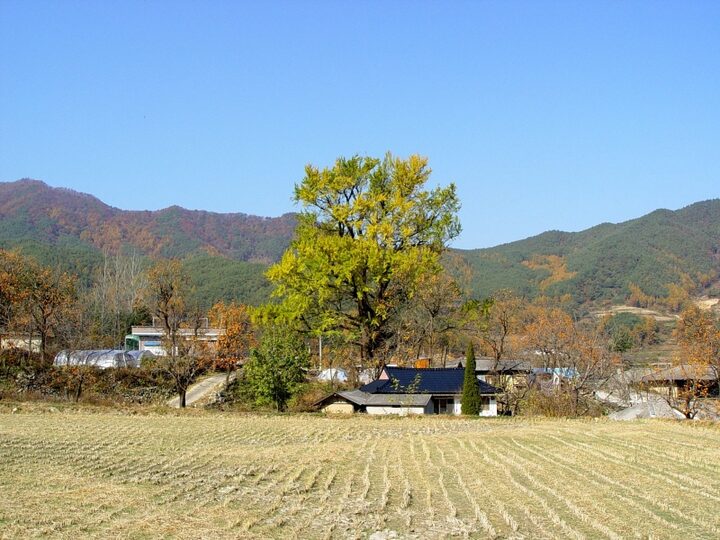 함양 운곡리 은행나무