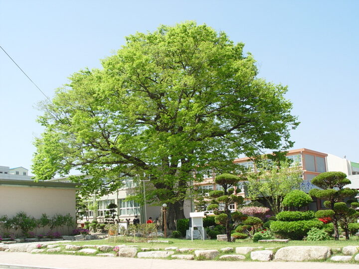 함양 학사루 느티나무