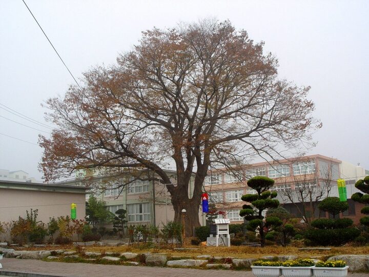 함양 학사루 느티나무