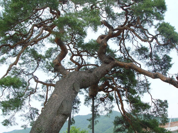 거창 당산리 당송