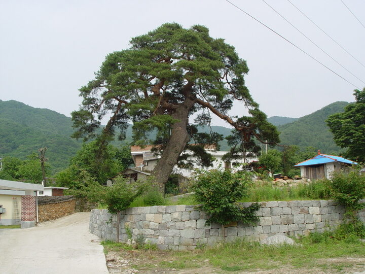거창 당산리 당송