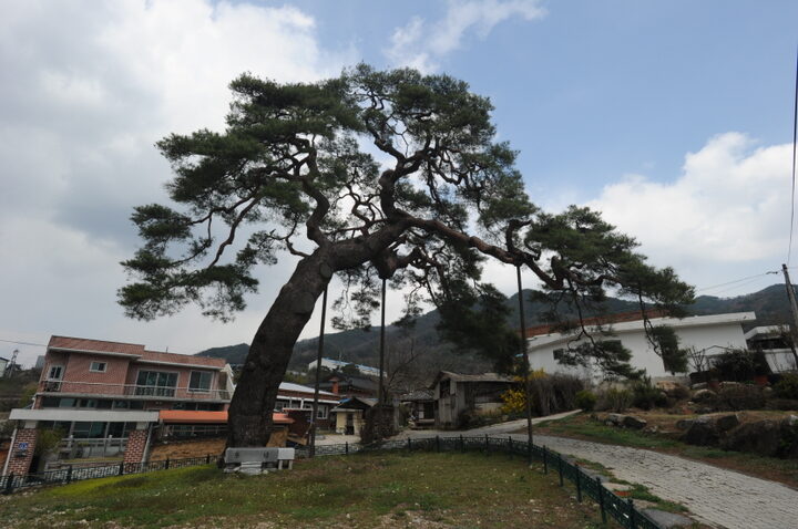 거창 당산리 당송(촬영:문화재청)