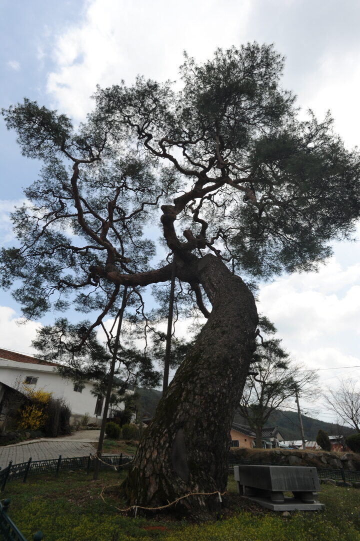 거창 당산리 당송(촬영:문화재청)