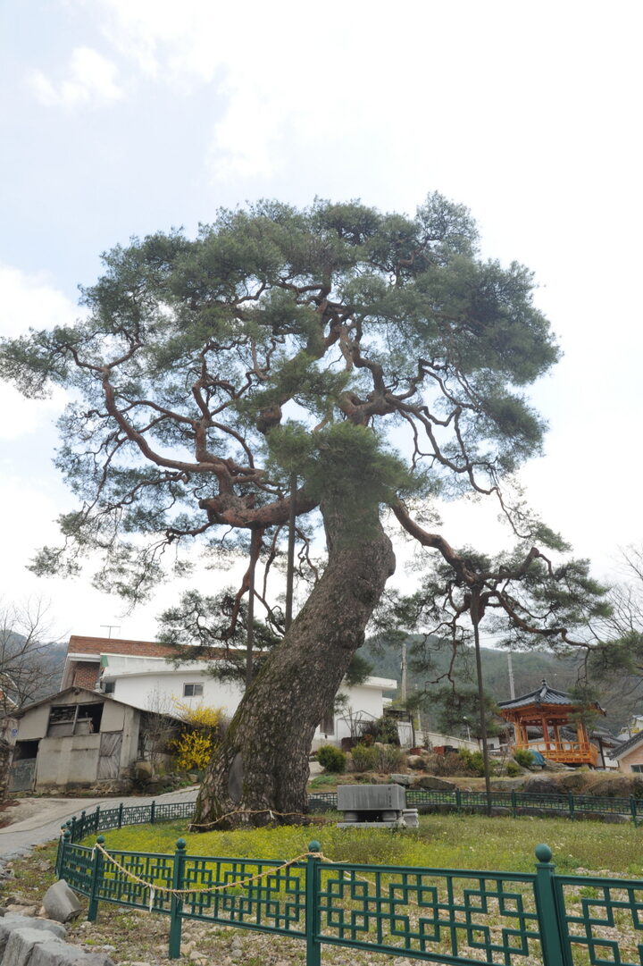 거창 당산리 당송(촬영:문화재청)