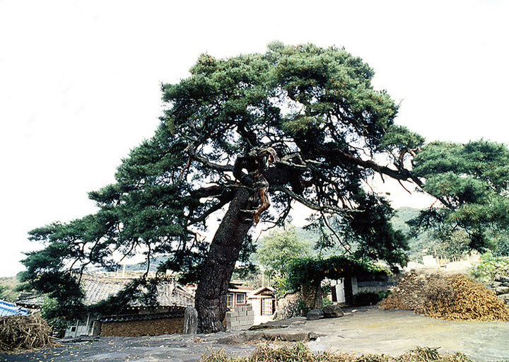 거창당산리의당송