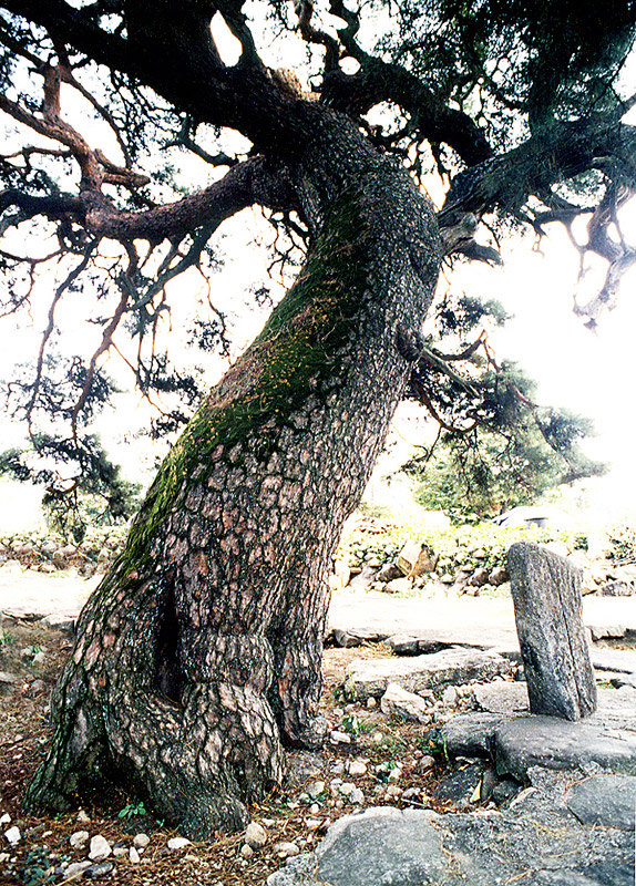 거창당산리의당송