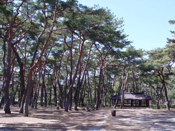 하동송림