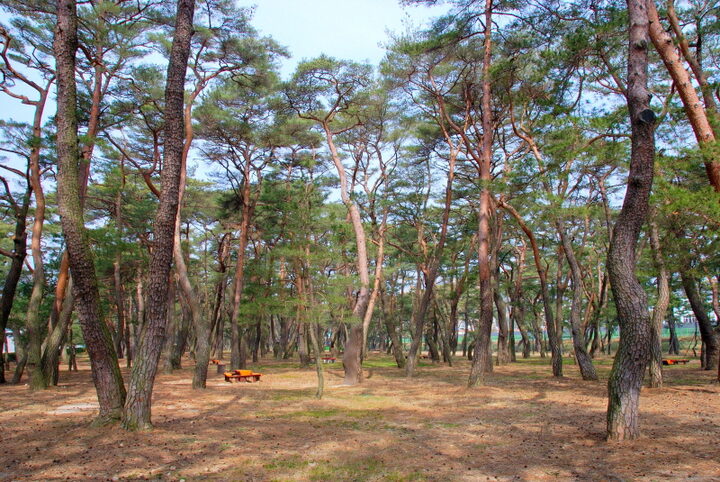 하동송림