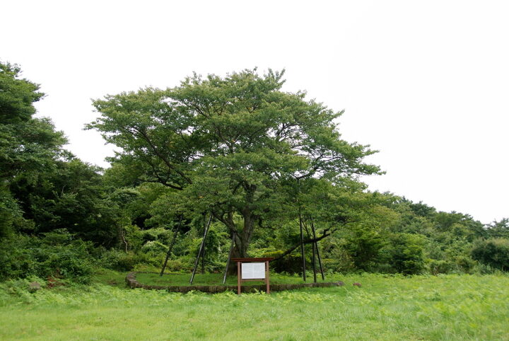 제주 봉개동 왕벚나무 자생지