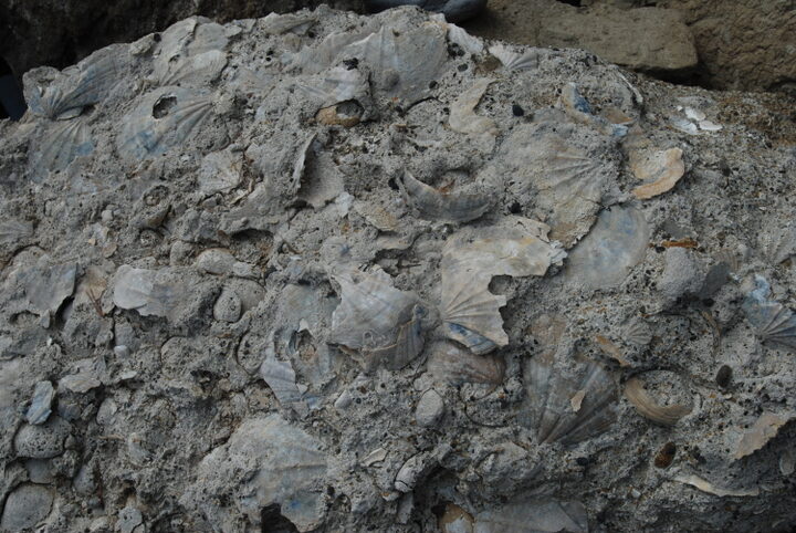 패류화석