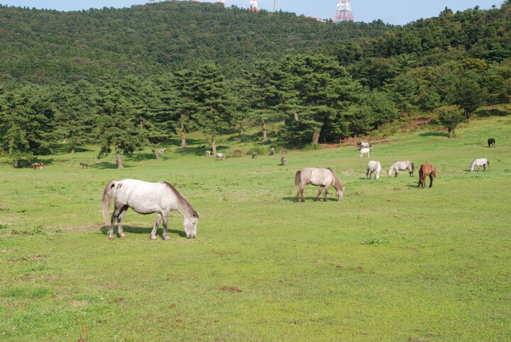 제주마