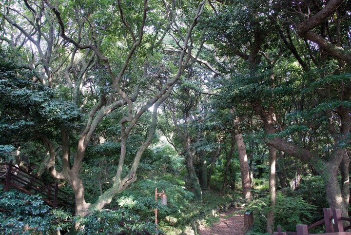 제주 납읍리 난대림