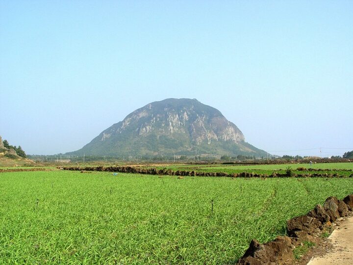 제주 산방산 암벽식물지대