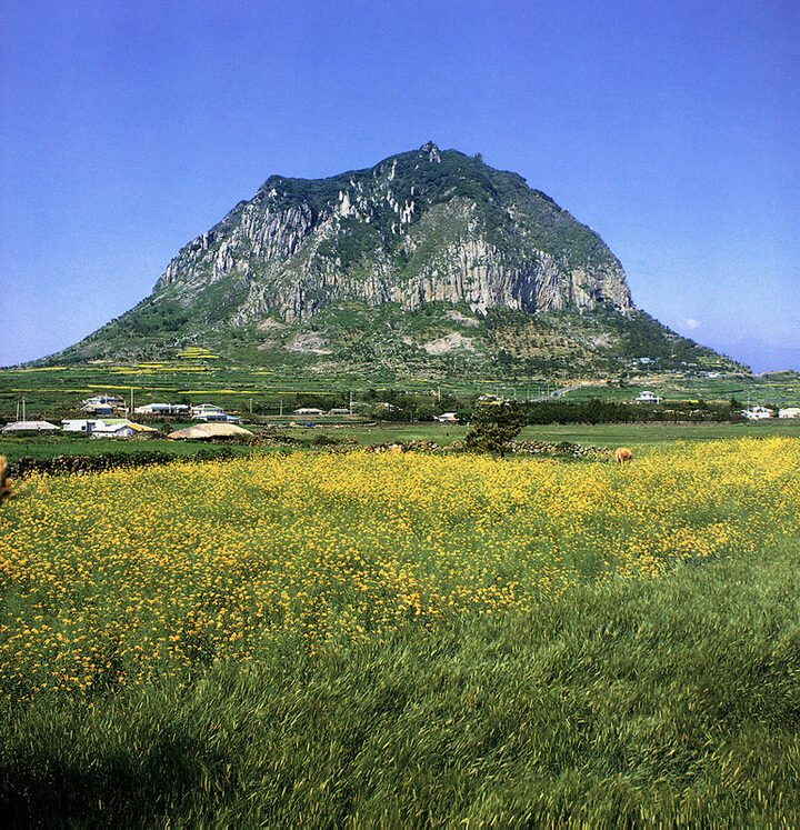 산방산암벽식물지대