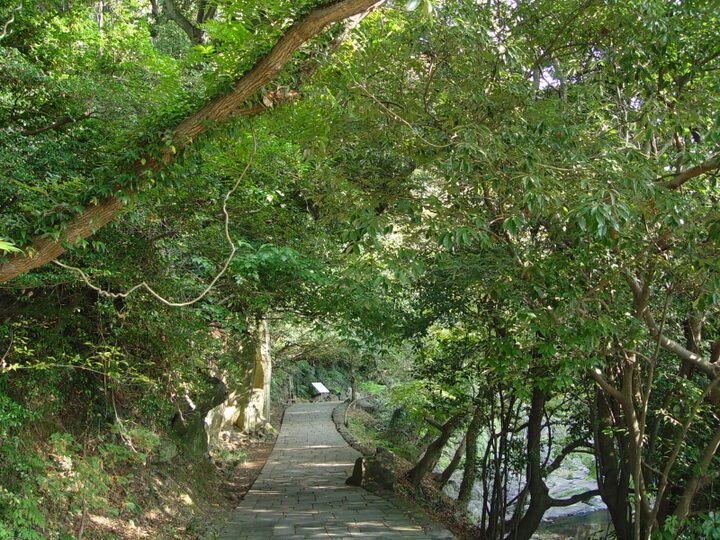 제주 안덕계곡 상록수림