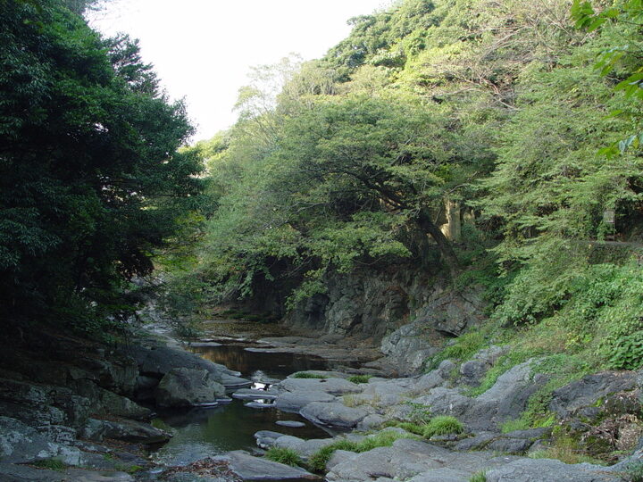 제주 안덕계곡 상록수림