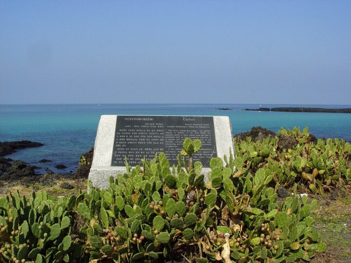 제주 월령리 선인장군락