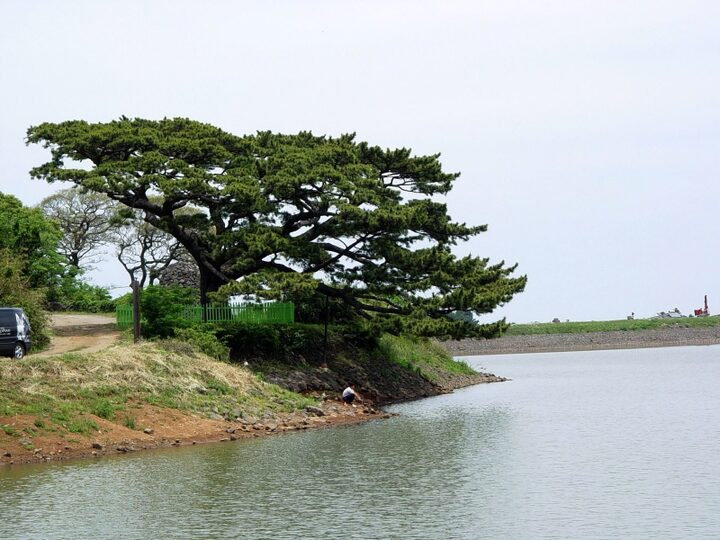 제주 수산리 곰솔