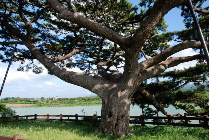 제주 수산리 곰솔