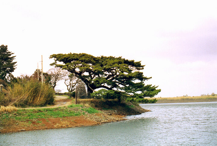 제주수산리의곰솔전경